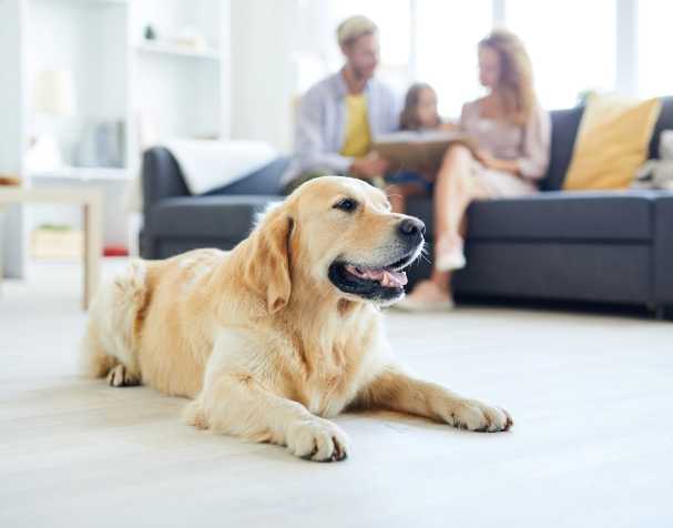 SAMe改善认知功能 SAMe改善认知功能