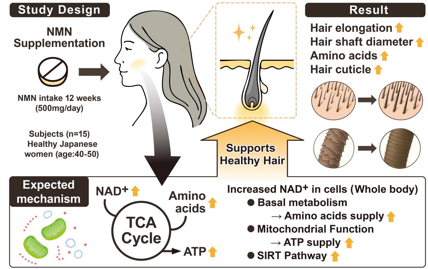 NMN改善头发生长状态